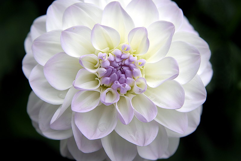 69 Blume_DDC1753 Kopie.jpg